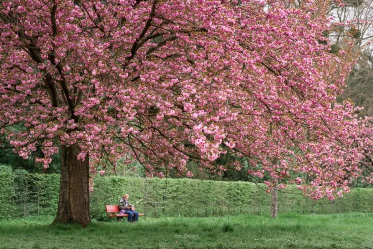 Femme assise  sur un banc au loin avec un imposant cerisier japonais rose en premier plan au parc de Sceaux