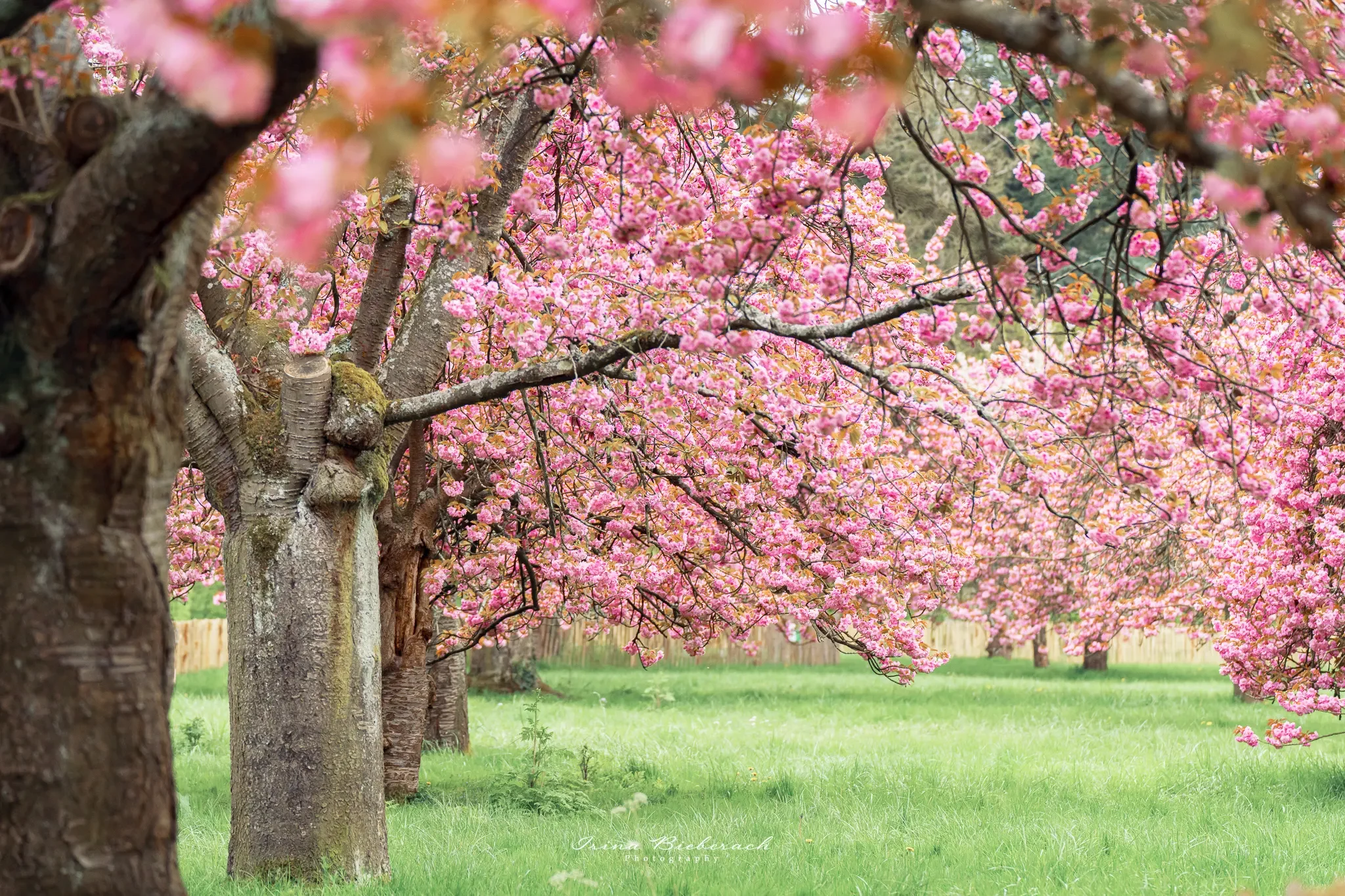 Cerisiers japonais roses en fleurs alignés dans le Parc de Sceaux