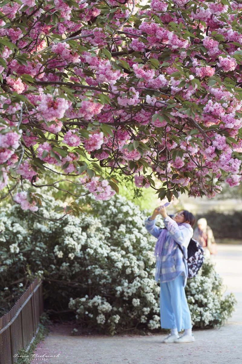 Personnes prennent des photos des cerisier japonais fleuris au Jardin de Plantes