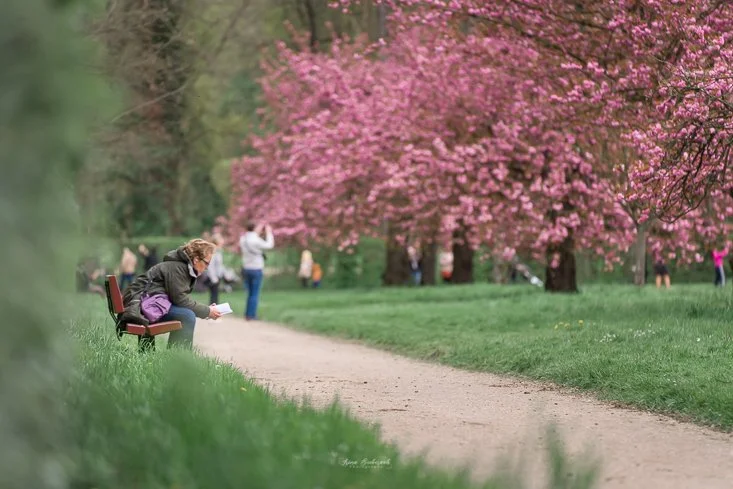 Personne lis paisible un livre assise sur un banc rouge autour des cerisiers fleuris du Parc de Sceaux