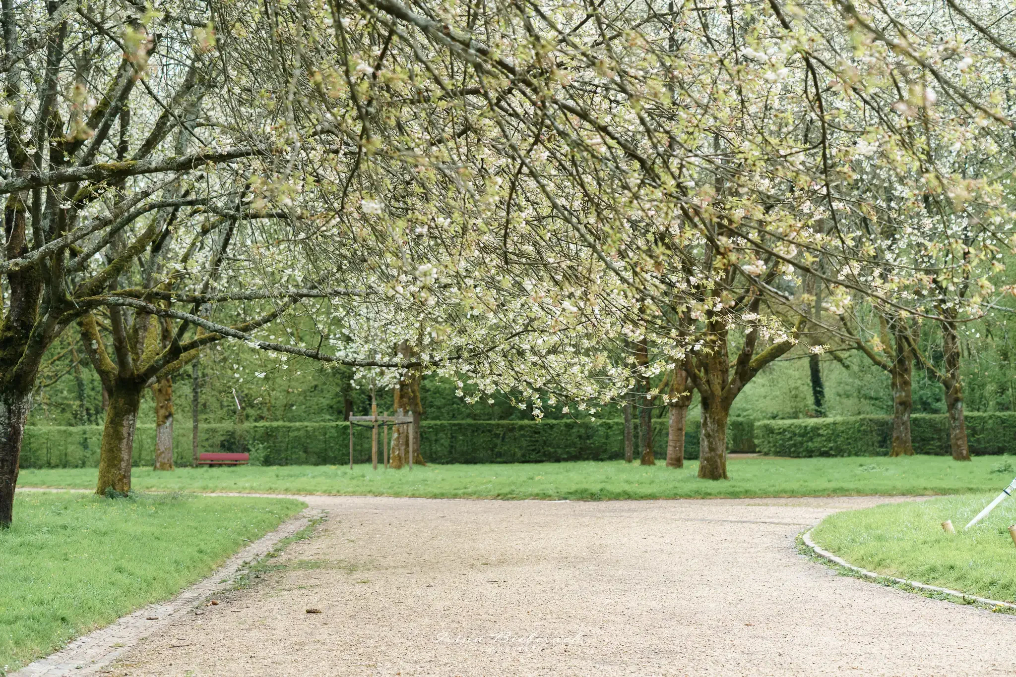 Cerisiers blancs du Bosquet Sud du Parc de Sceaux pendant la floraison de printemps