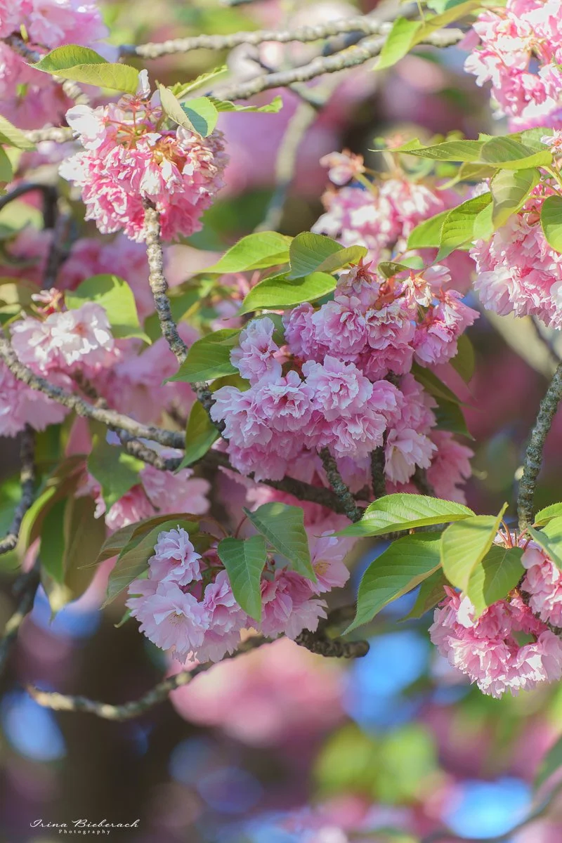 Fleurs du Cerisier Kanzan dans le Jardin de Plantes de Paris