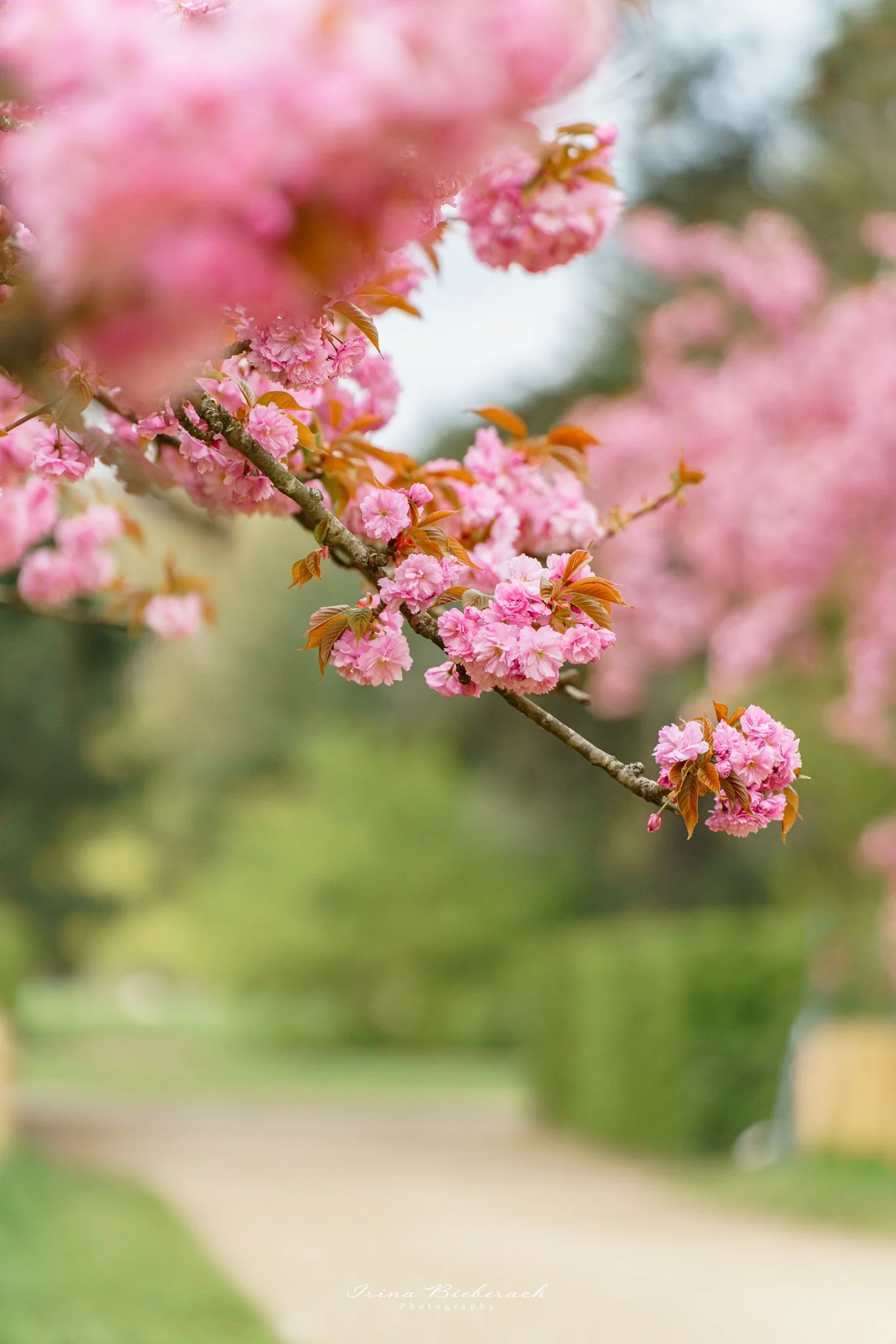 Fleurs de cerisiers roses Kanzan dans une zone du Parc de Sceaux