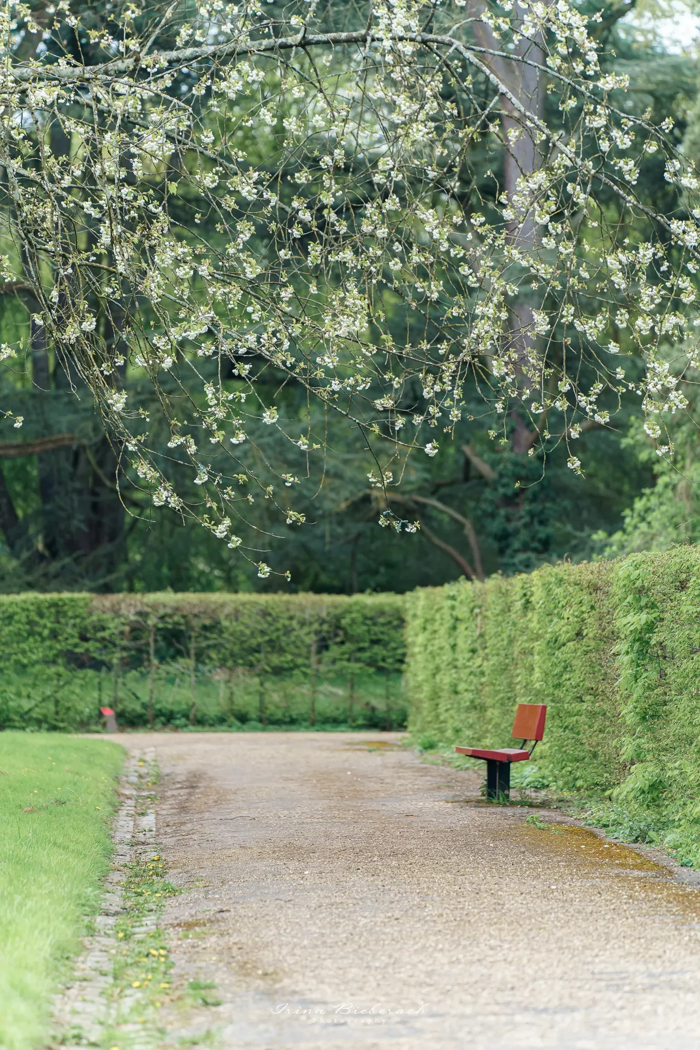Bancs en bois rouge devant les cerisiers dans l’allée du bosquet sud du parc de sceaux