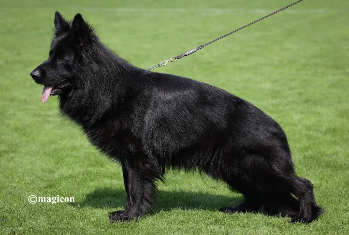 Photomontage of a German Shepherd named Sting, featuring a large close-up and a full-body view against a fiery background, highlighting its stud services and accolades.
