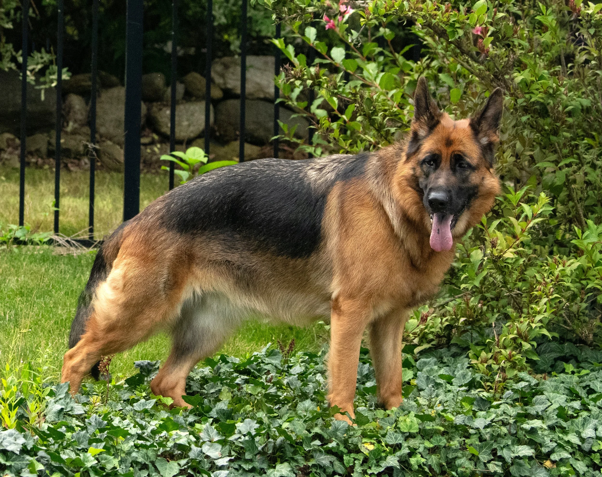 German Shepherd dog on ornate couch with gift boxes, surrounded by festive Christmas decorations and glowing candles.