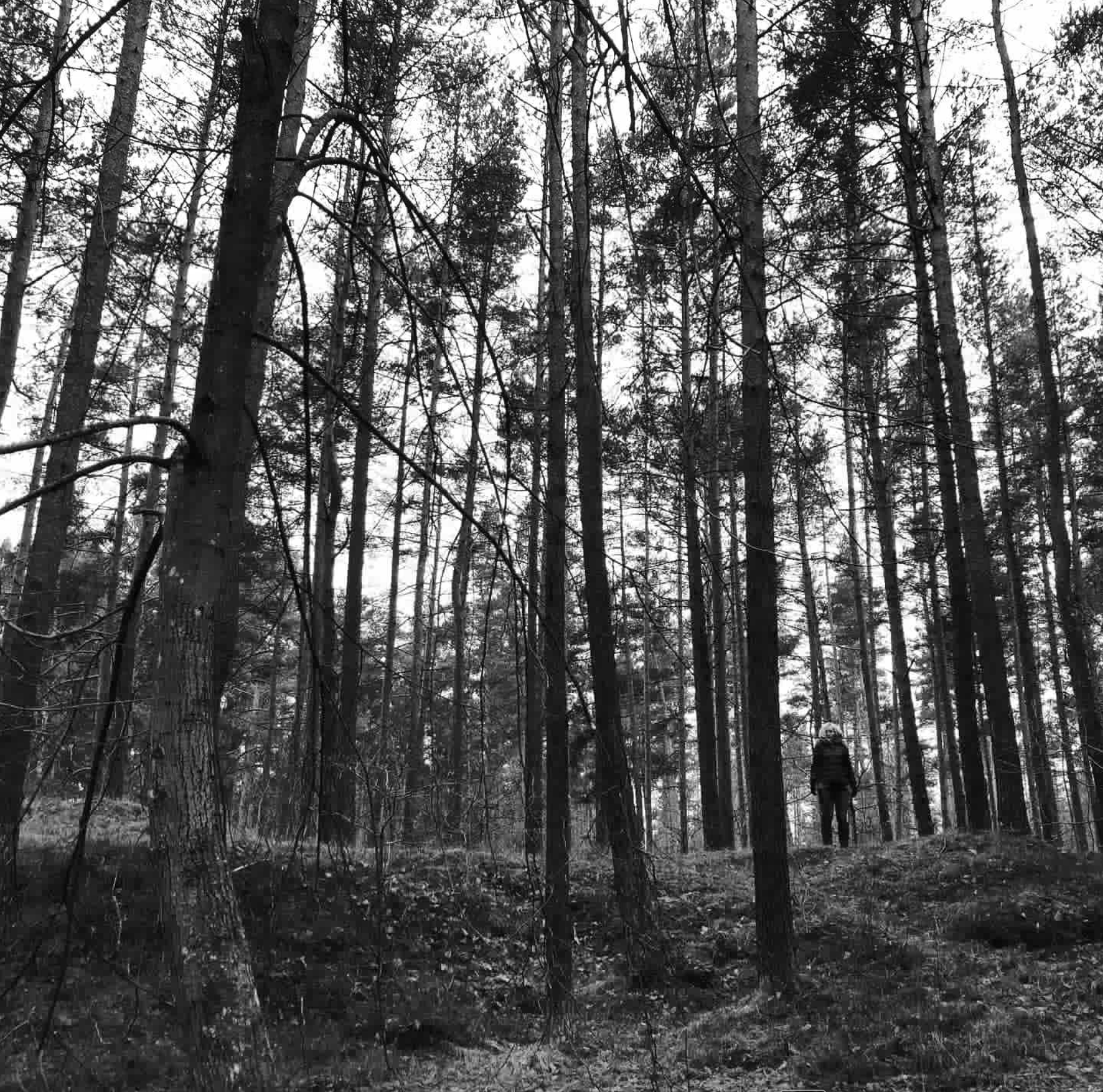 Latvia: The Forest Surrounding Riga is a Graveyard