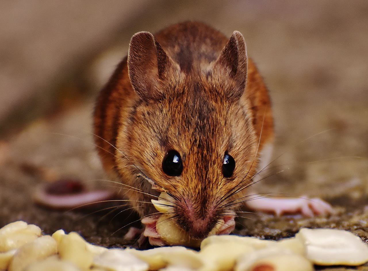 Rodent Removal in Penn Yan, NY: Protecting Your Home with Comprehensive Solutions from WiseGuy’s Wildlife Exclusions