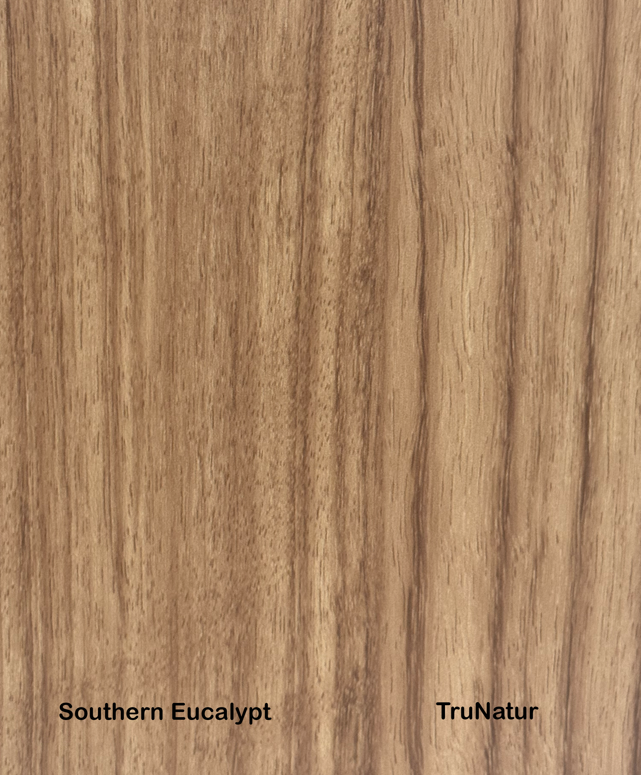 Southern Eucalypt.png