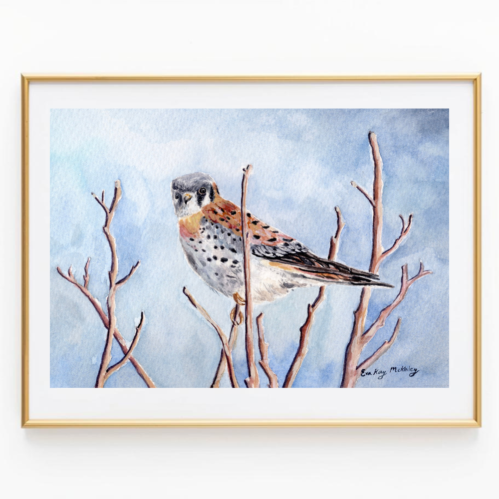 The American Kestrel