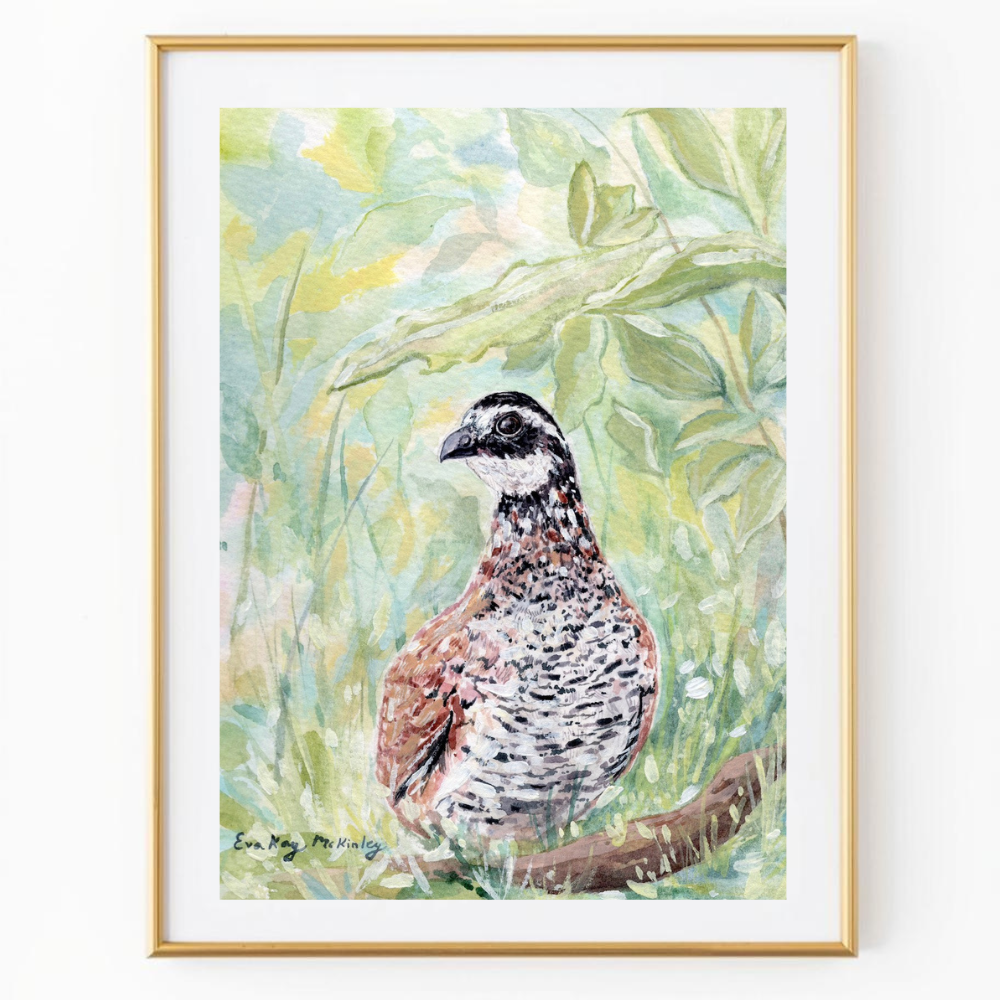 The Bobwhite Quail