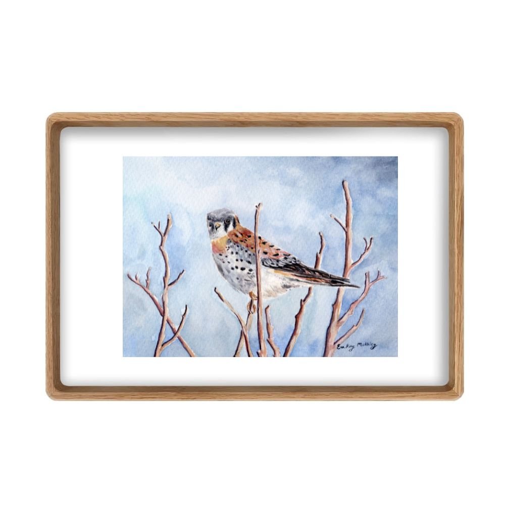 The American Kestrel