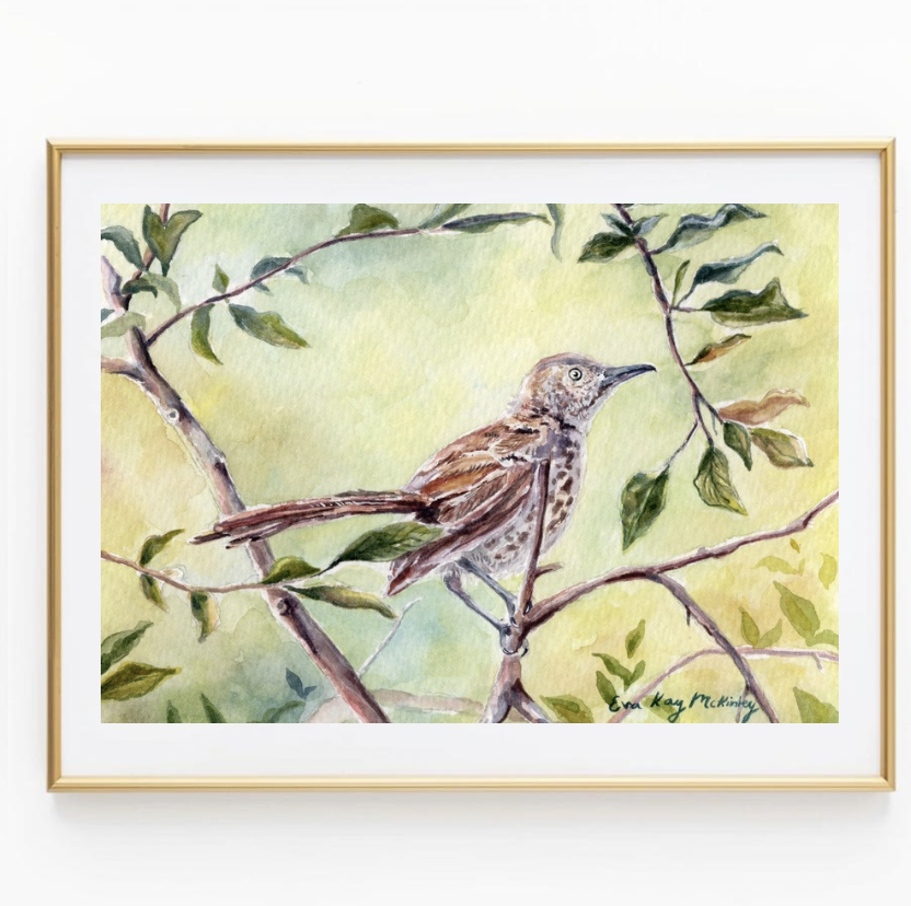 Brown Thrasher