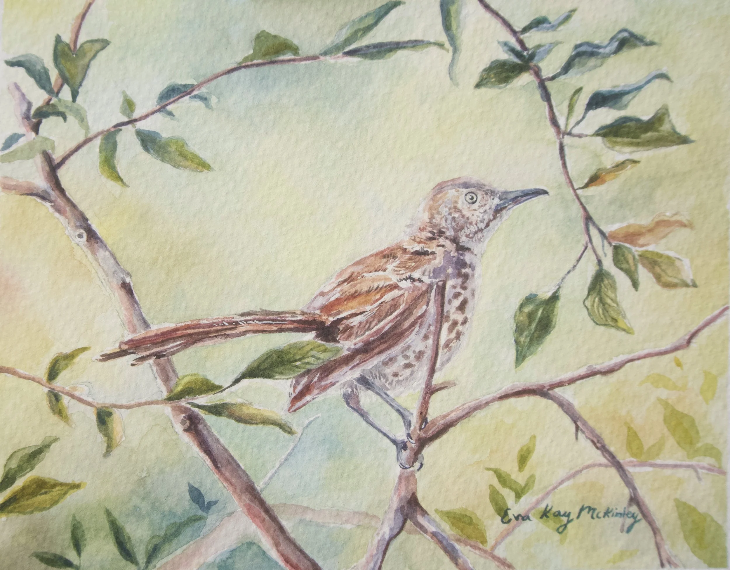 Brown Thrasher okay image.jpg