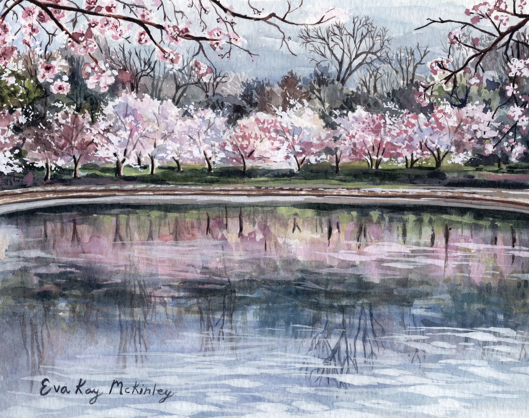 Cherry Blossoms in DC.png