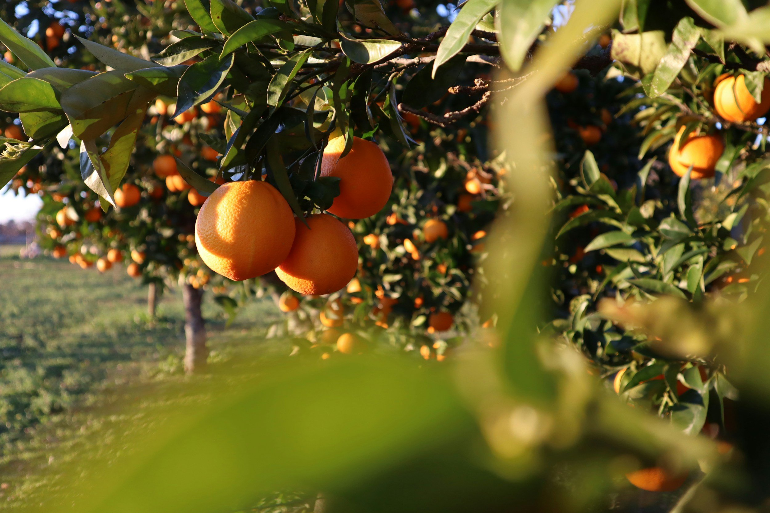 Why Florida Oranges Reign Supreme: Flavor, Nutrition, and the Fight to Save Our Citrus Groves