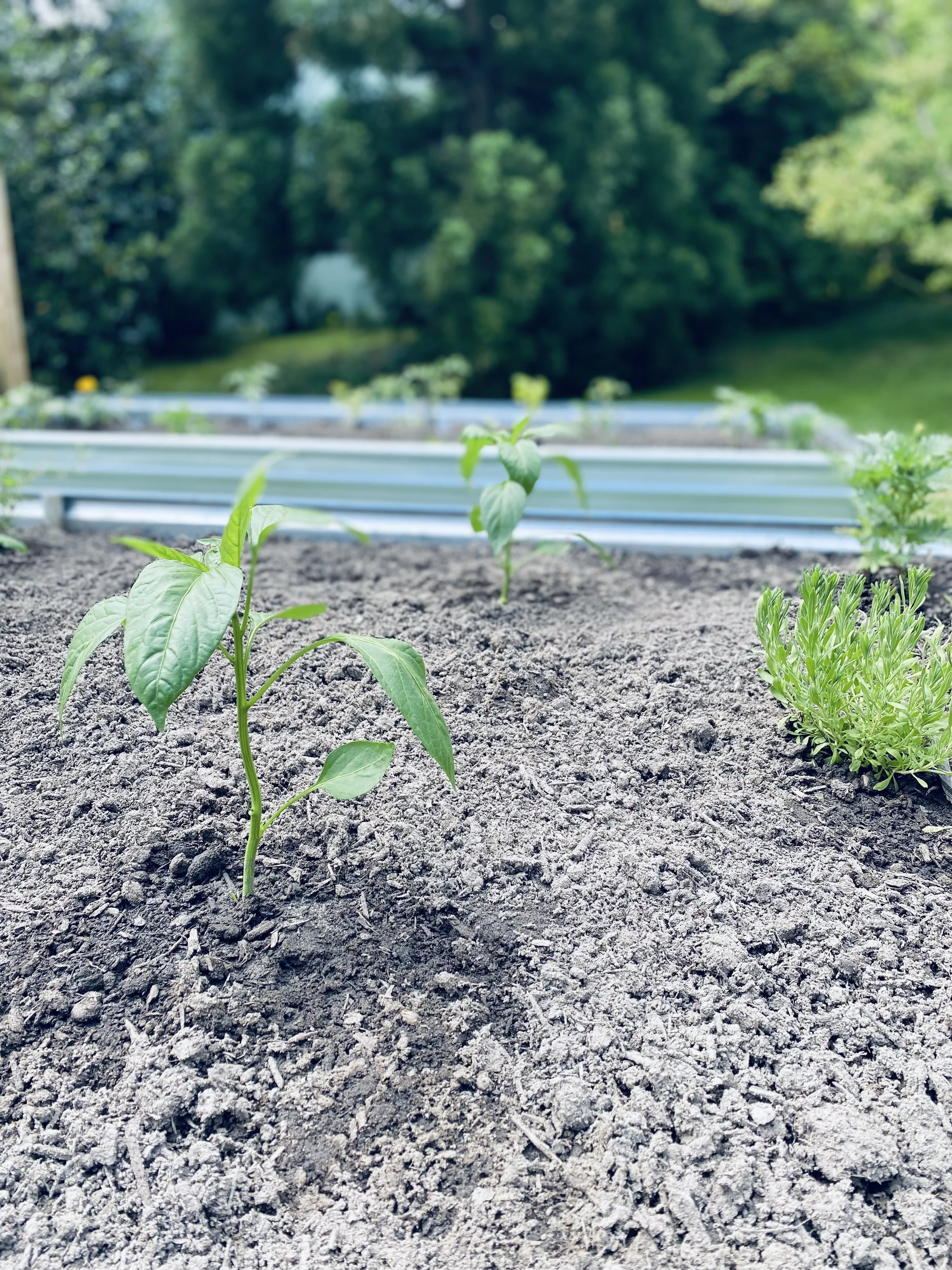 A Letter to a New Homesteader 
