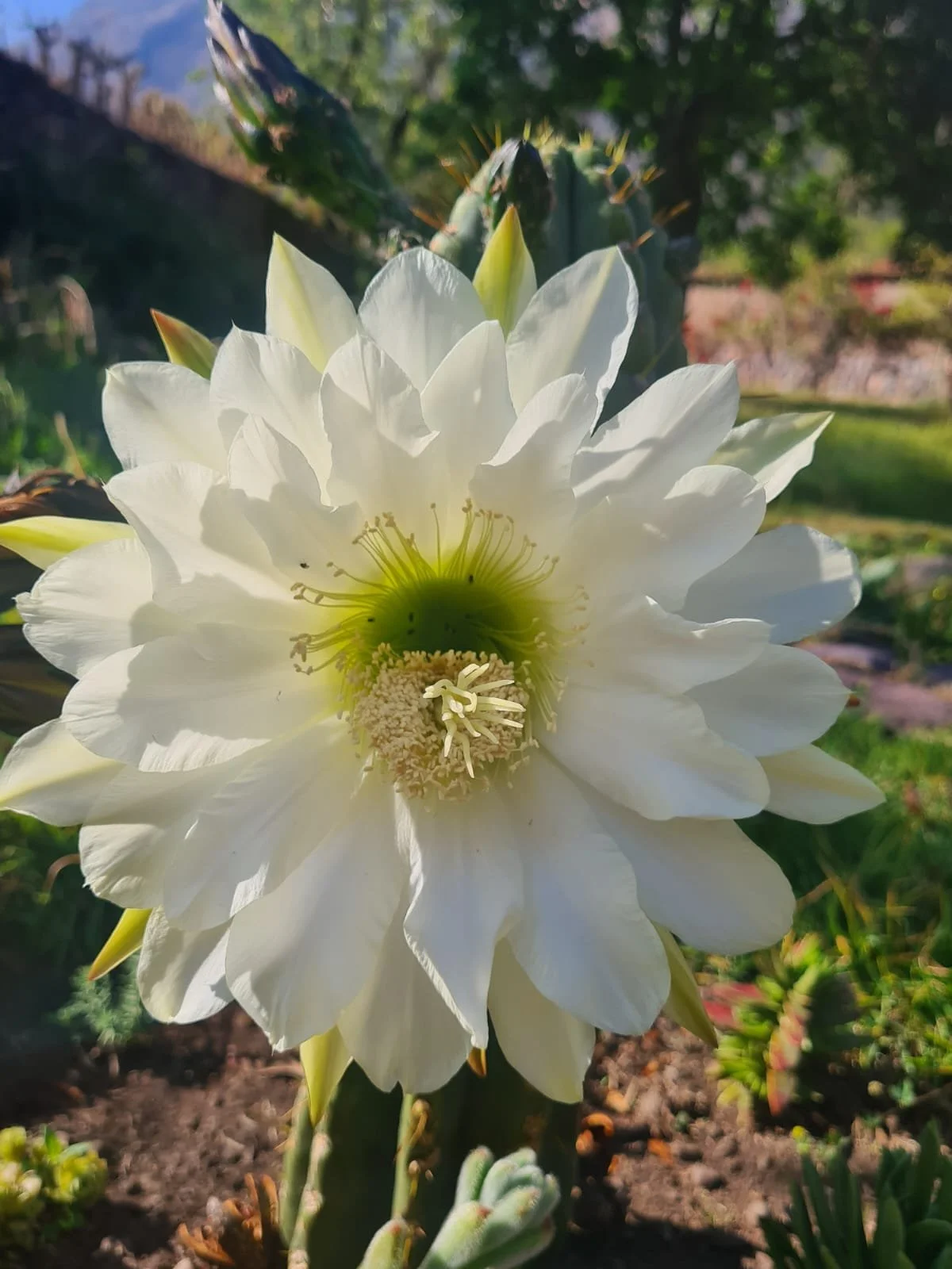 Huachuma San Pedro Ceremony