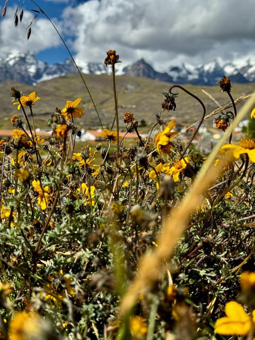 Profound Plant Medicine Healing Retreat Peru