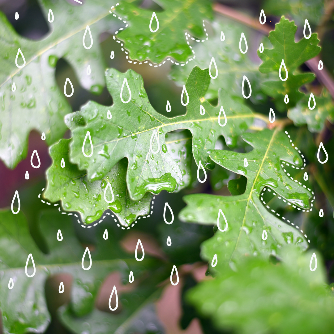 What's It Like Inside a Tree When It Rains?