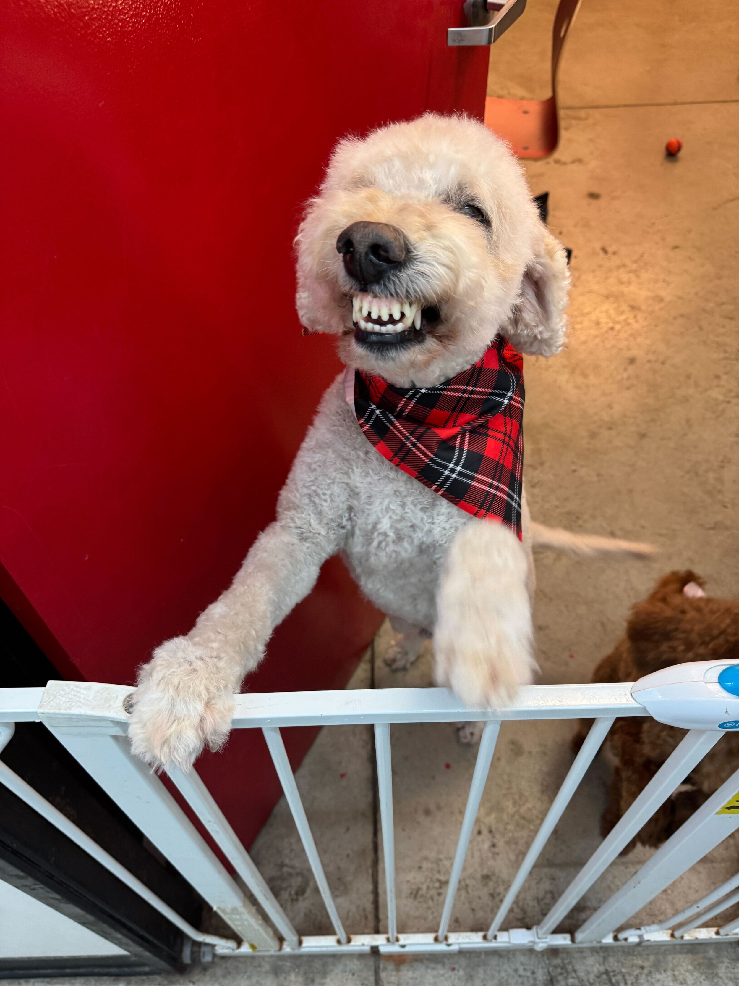 Pet Dental Month: Why Your Dog’s Mouth Matters More Than You Think