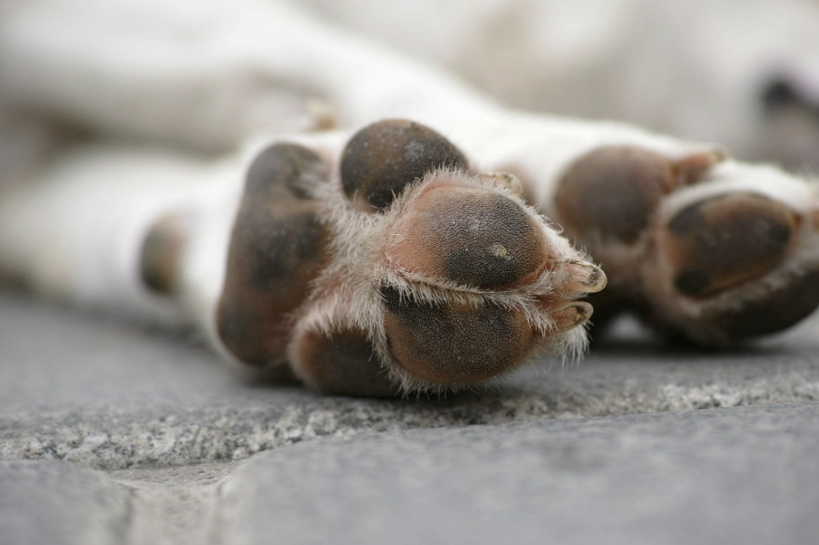 Why Do My Dog's Paws Smell Like Corn Chips? (And When to Worry)