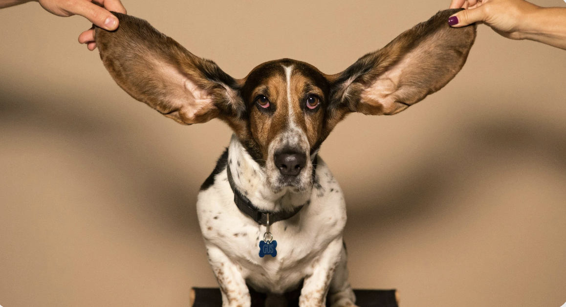 Why Do My Dog's Ears Smell? What's Normal and What's Not