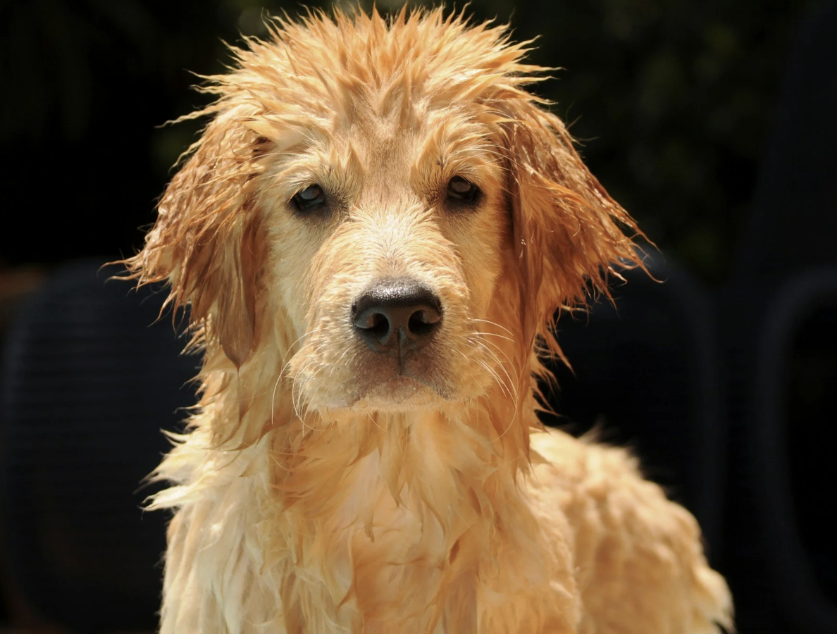 Why Does My Dog Smell Worse After a Bath?