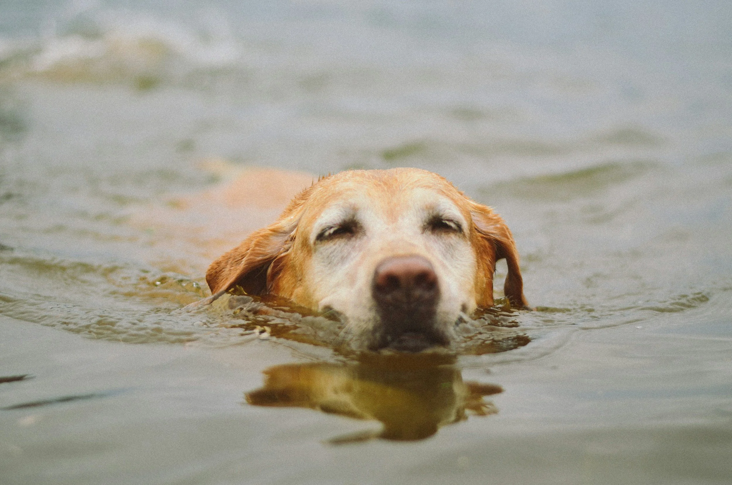 What's Actually in That Creek Water (And Why Your Dog Needs a Bath After Swimming)