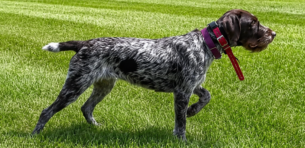 Wirehaired pointing griffon female on point in grassy field. Dam to a griffon litter of puppies
