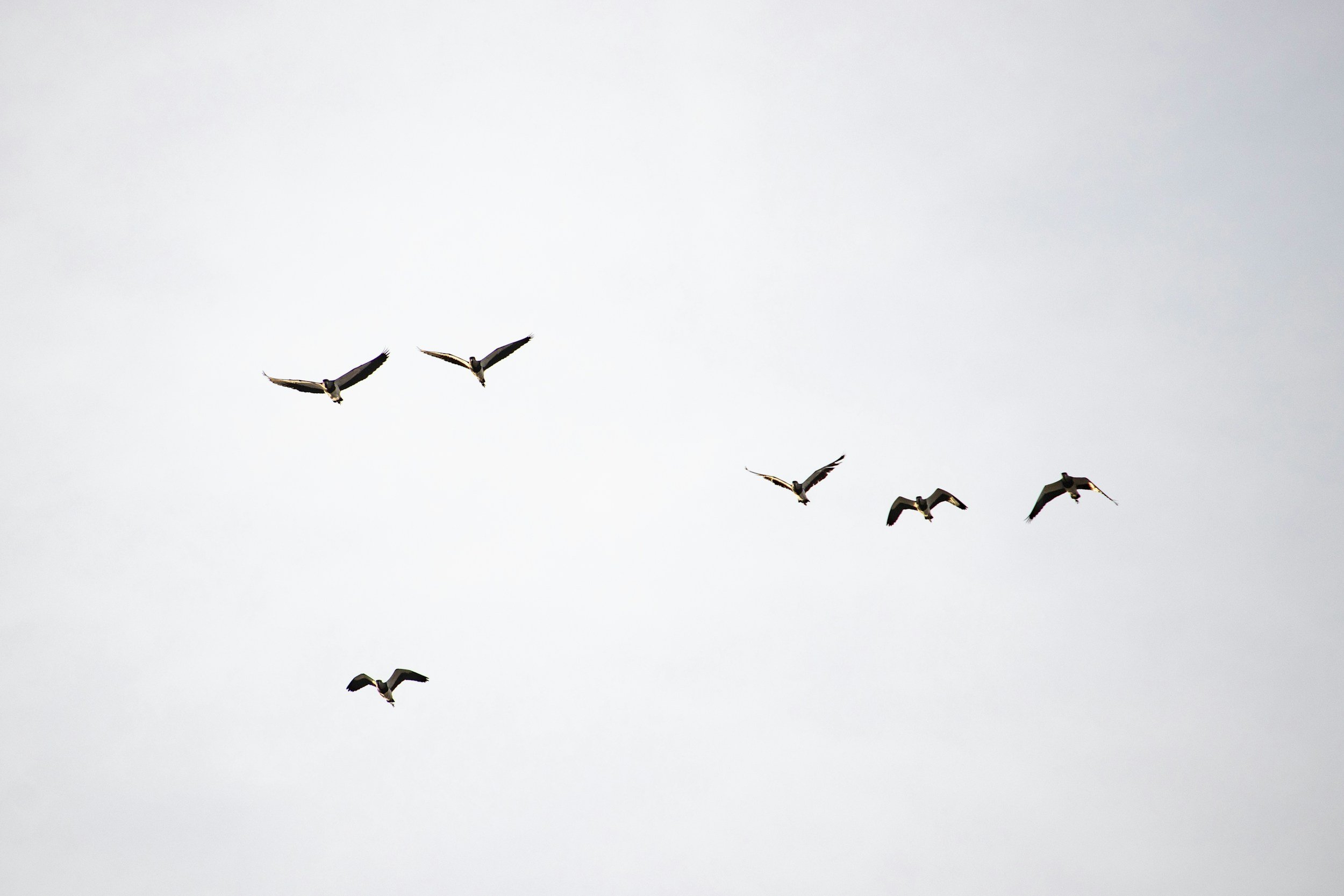 A group of birds flying in the sky against a cloudy background.