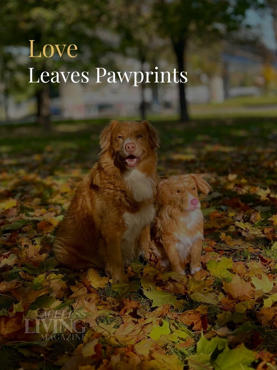 Some of the most important family members never say a word.

They greet us at the door. Sit beside us through heartbreak. Celebrate us on ordinary days. The love of a pet is one of life's purest gifts, and its impact lasts far beyond the years we sha