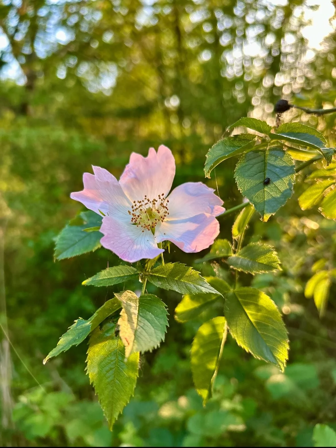 Golden light on our walk yesterday evening ☀️ I'm writing this as we're going through the Eurotunnel to France on our way to visit family in the Netherlands, which is great but not the most scenic, hence some photos of last night's walk! 
I always lo