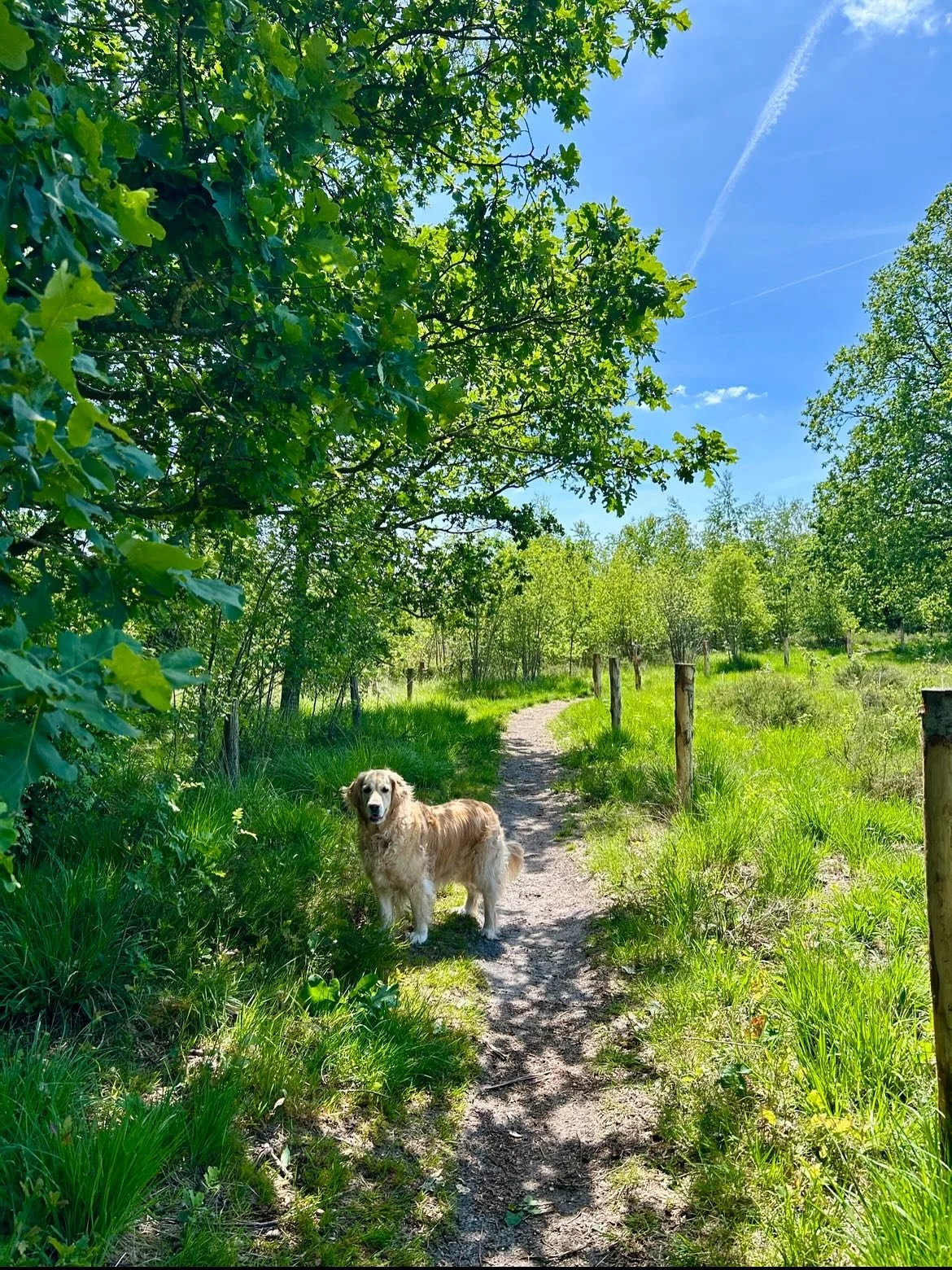 We had a wonderful and moving time in Twente, the Netherlands this past week visiting my mum and the rest of our family while remembering my dad who passed away a year ago. It was a week as he would have loved, including a stay at a camping in a glor