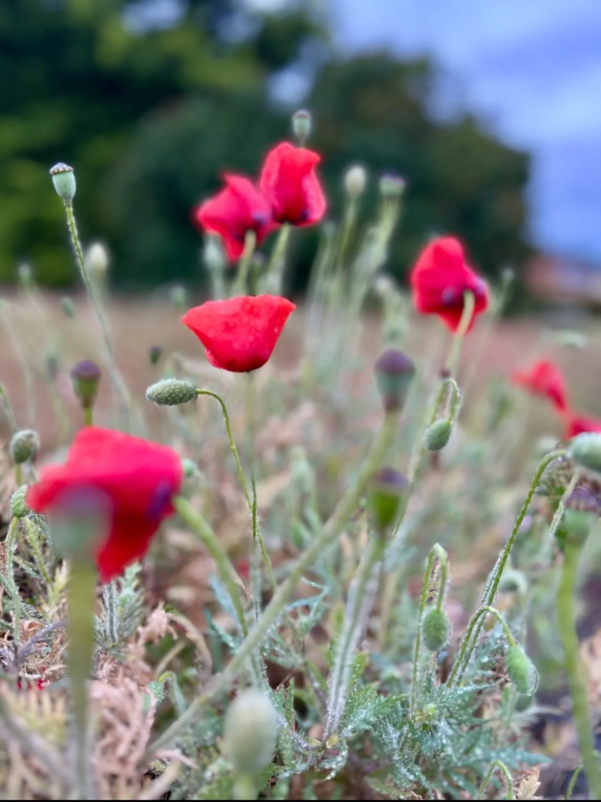 There are so many wildflowers in our village at the moment! Here are some pics taken on some of our walks this rainy week 🌺 I especially love the poppies turning up in random patches of grass between the houses and the rose bush in the empty plot th