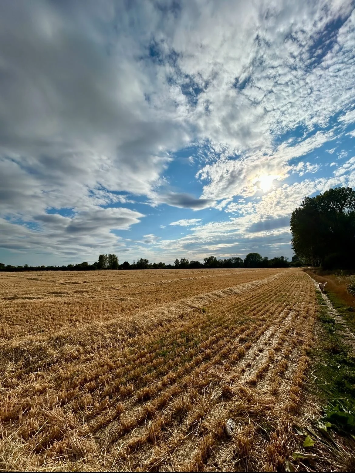 Magnificent skies, unexpectedly huge numbers of already-ripe blackberries and a smiling Luna dog on our walk yesterday evening ☀️ I've been working on the proofread of The Myth Keeper this weekend (in between ferrying the kids around) and am going to