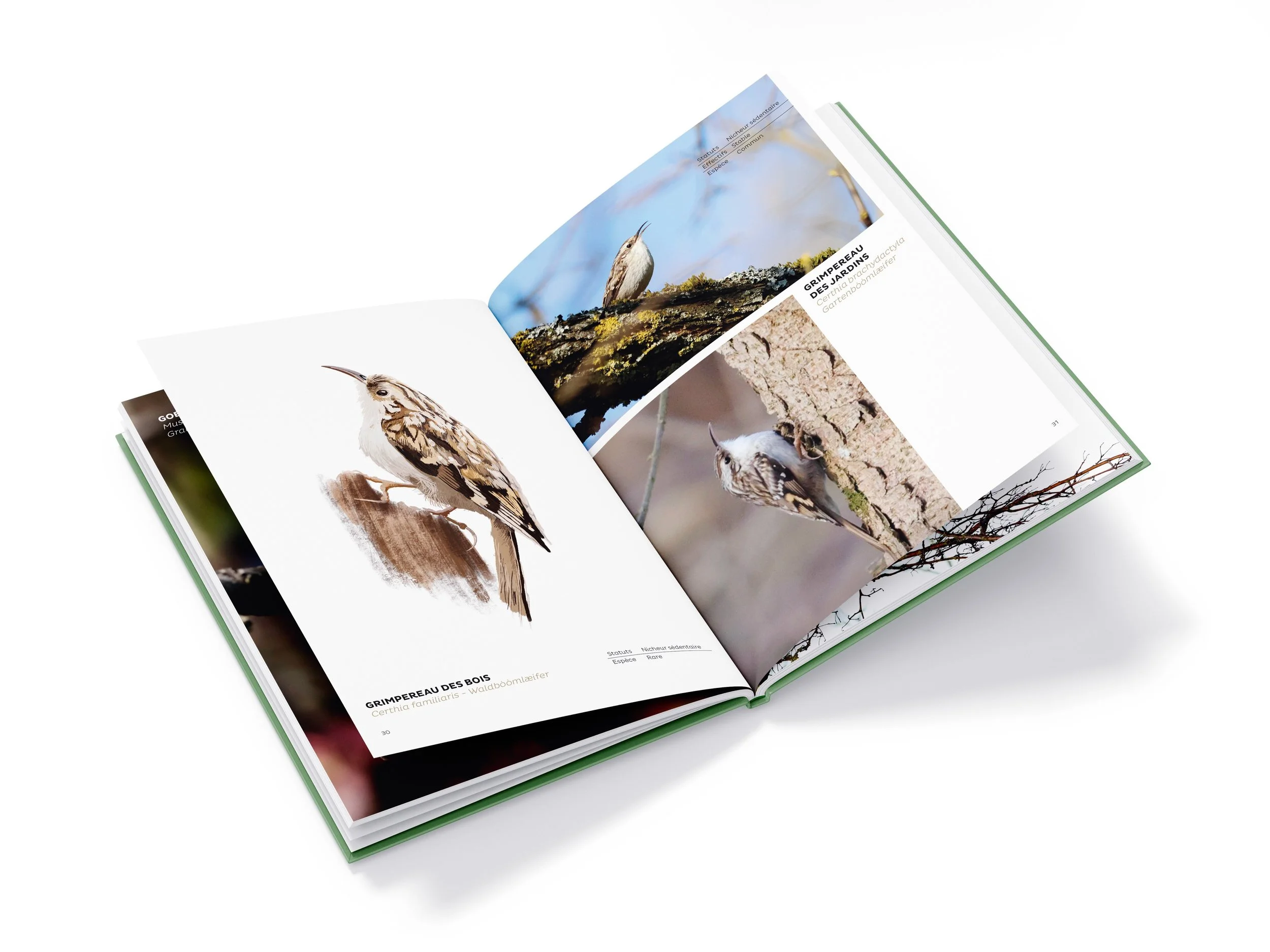 livre-des-oiseaux-sauvages-du-steinhart-tome-1-interieur-steinhart-terre-dorigines.jpg