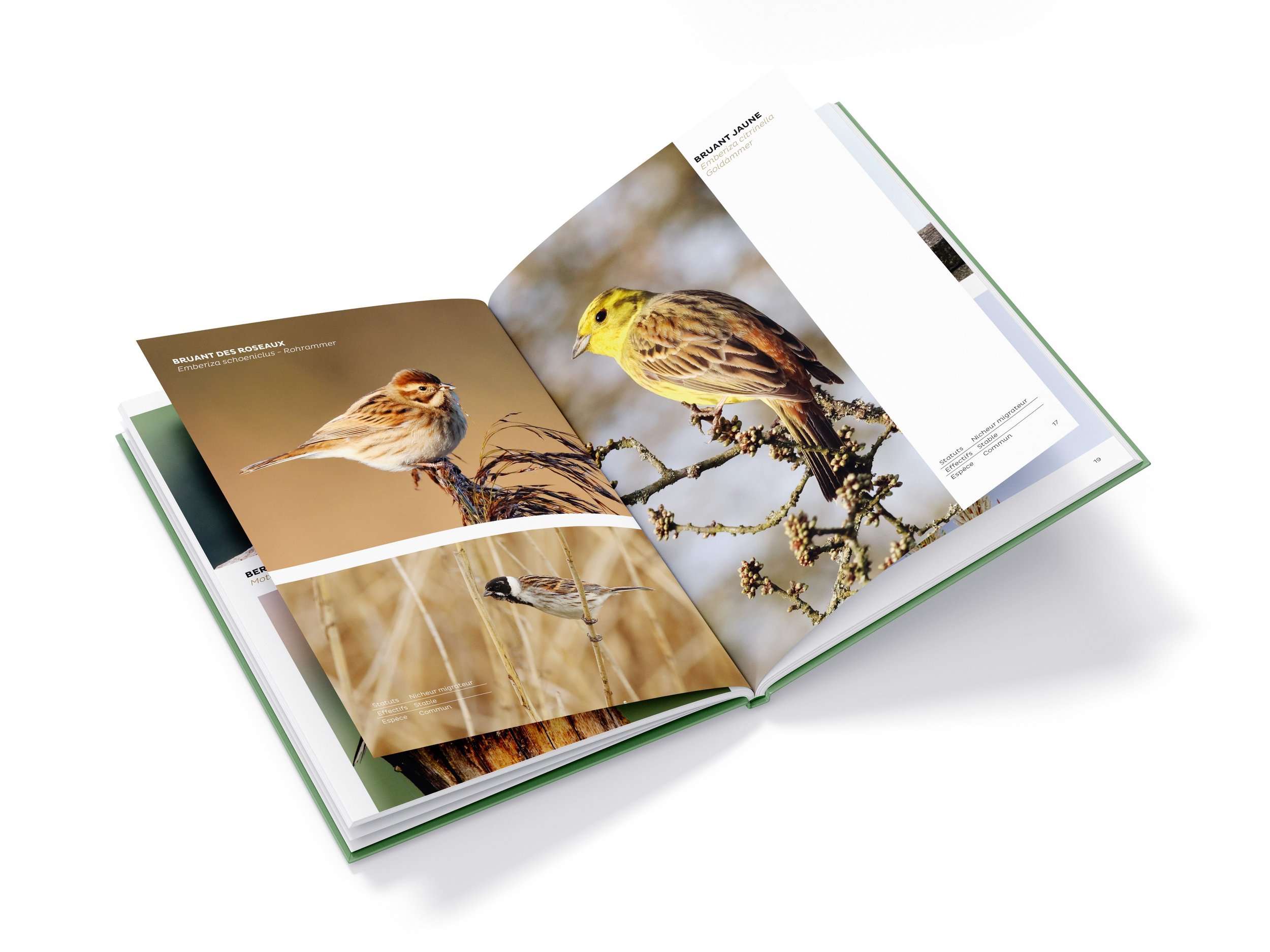 livre-oiseaux-sauvages-du-steinhart-tome-1-interieur-steinhart-terre-dorigines.jpg