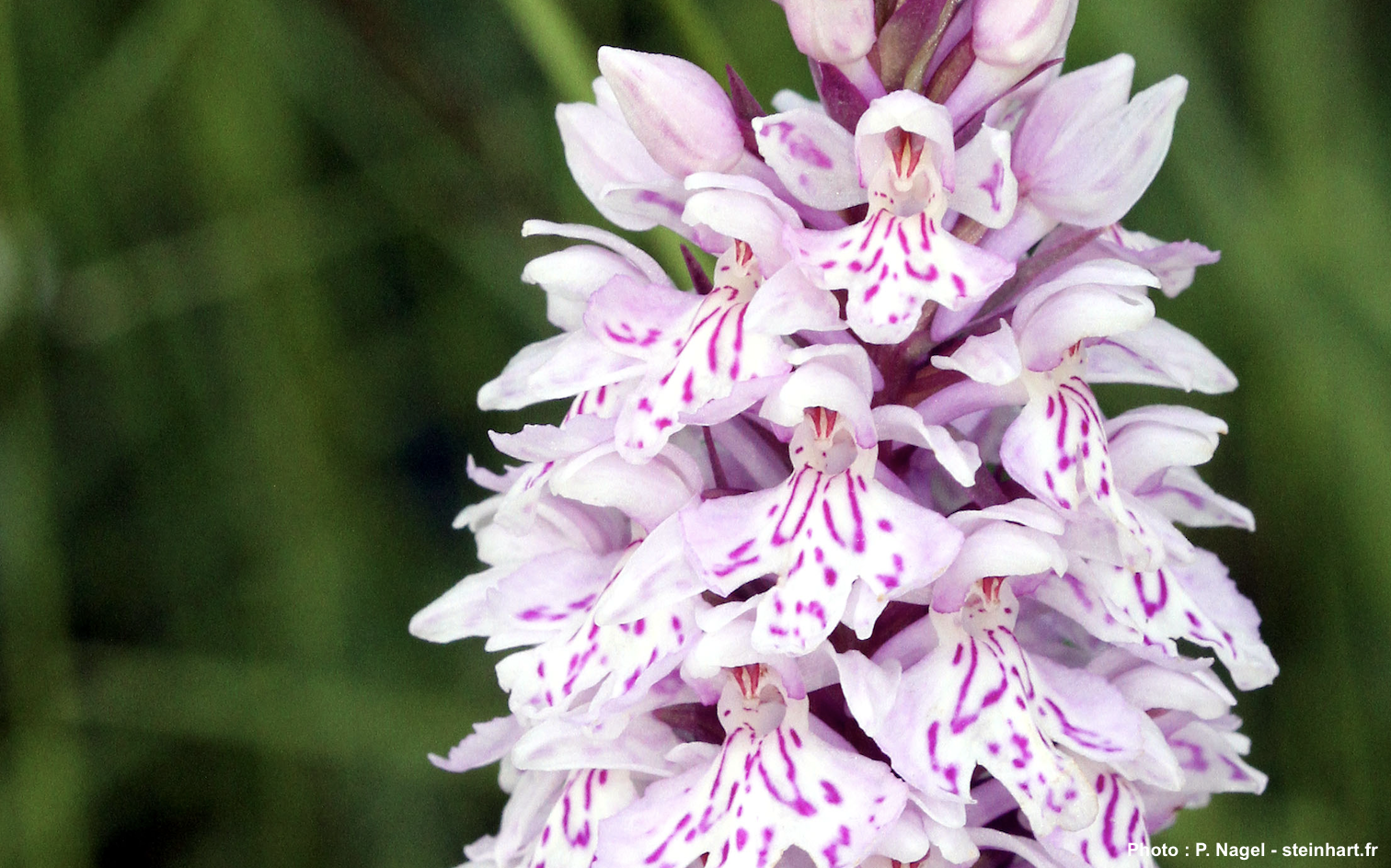 Orchidées sauvages du Steinhart et du Bliesgau : même biotope, deux approches