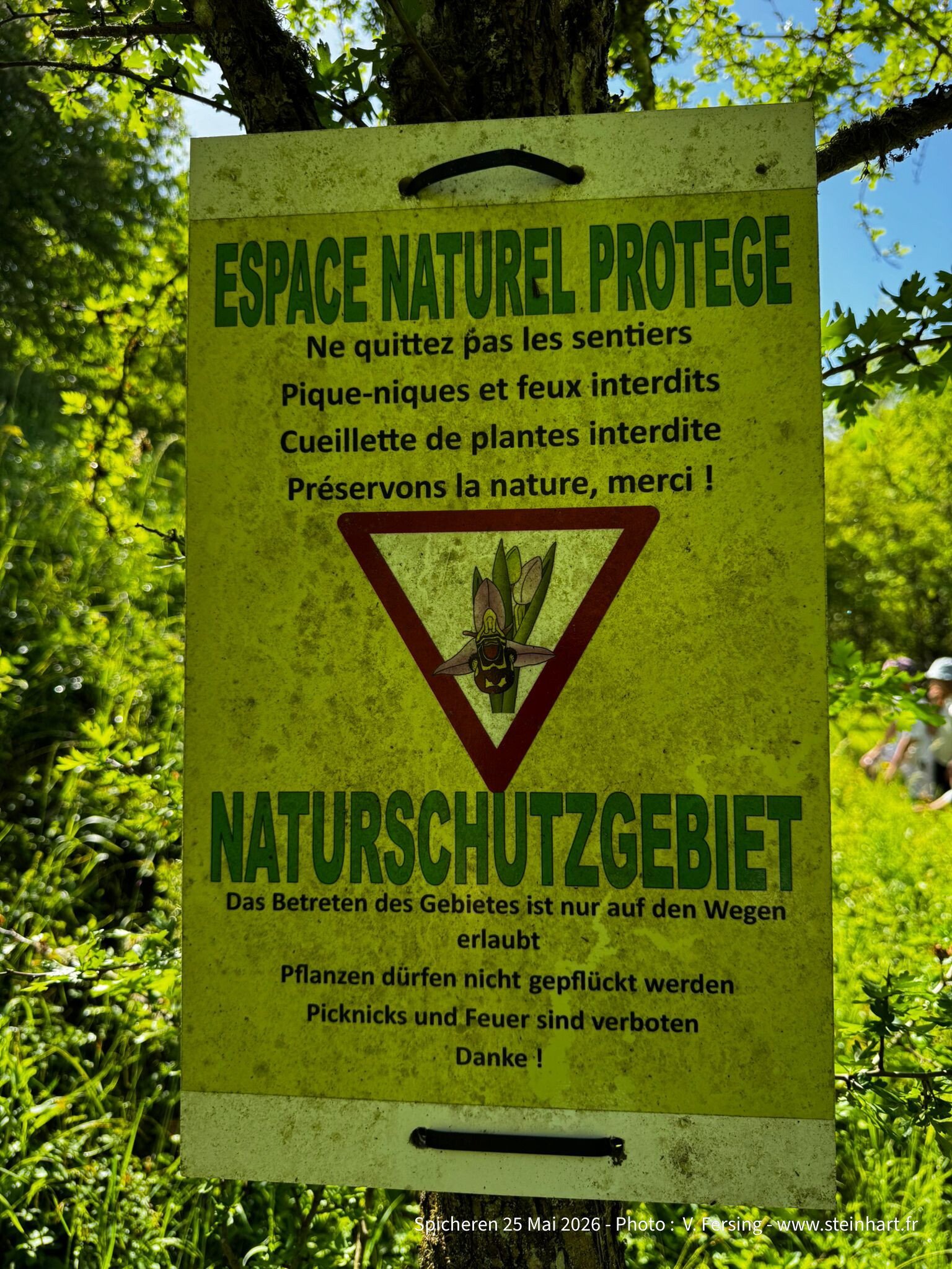 sortie orchidees spicheren - steinhart terre dorigines-2 (1).jpg