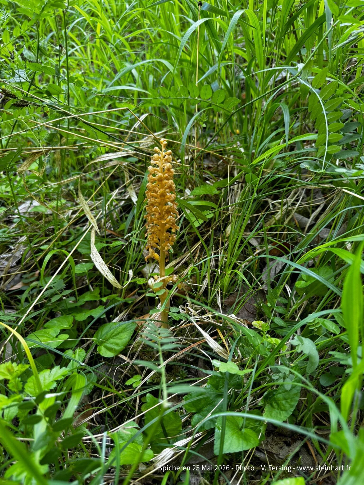 sortie orchidees spicheren - steinhart terre dorigines-3 (1).jpg