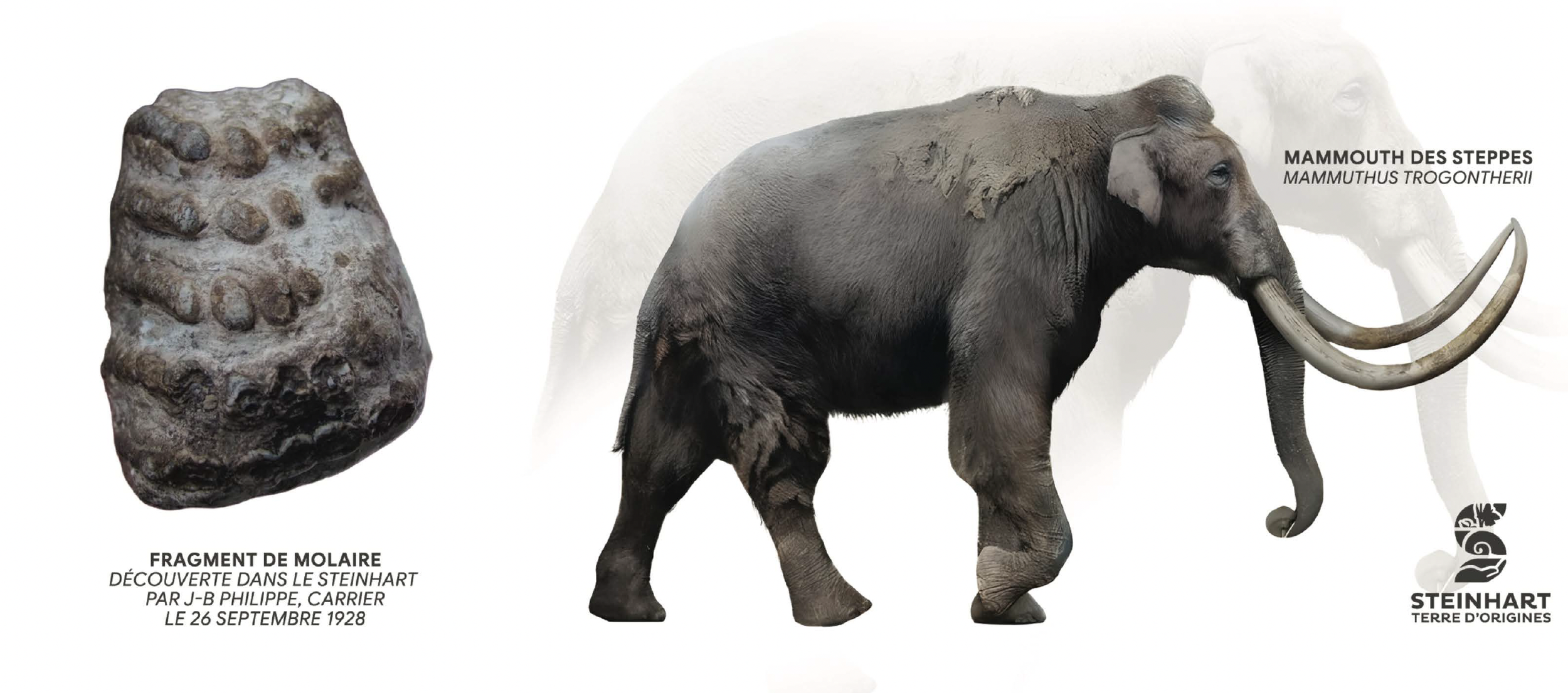 visuel mug mammouth des steppes - steinhart terre dorigines.png