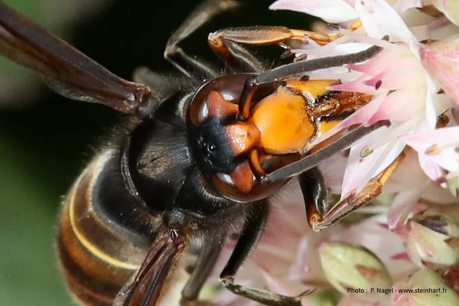 Le Frelon asiatique : ce n’est pas une invasion, c’est une conséquence