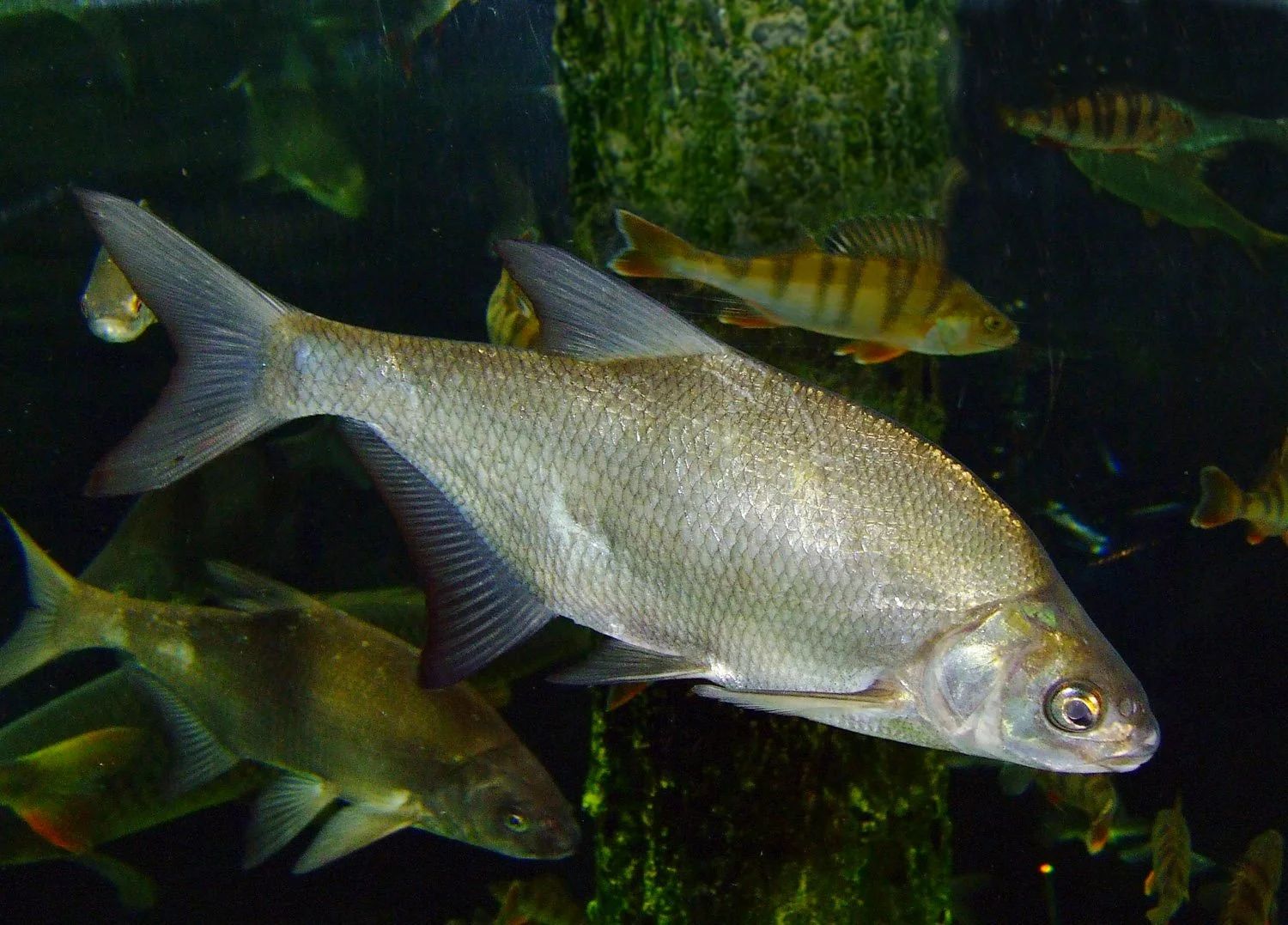 Brème commune, Abramis brama, nageant entouré d'autres poissons plus petits aux rayures jaunes et noires (perche).
