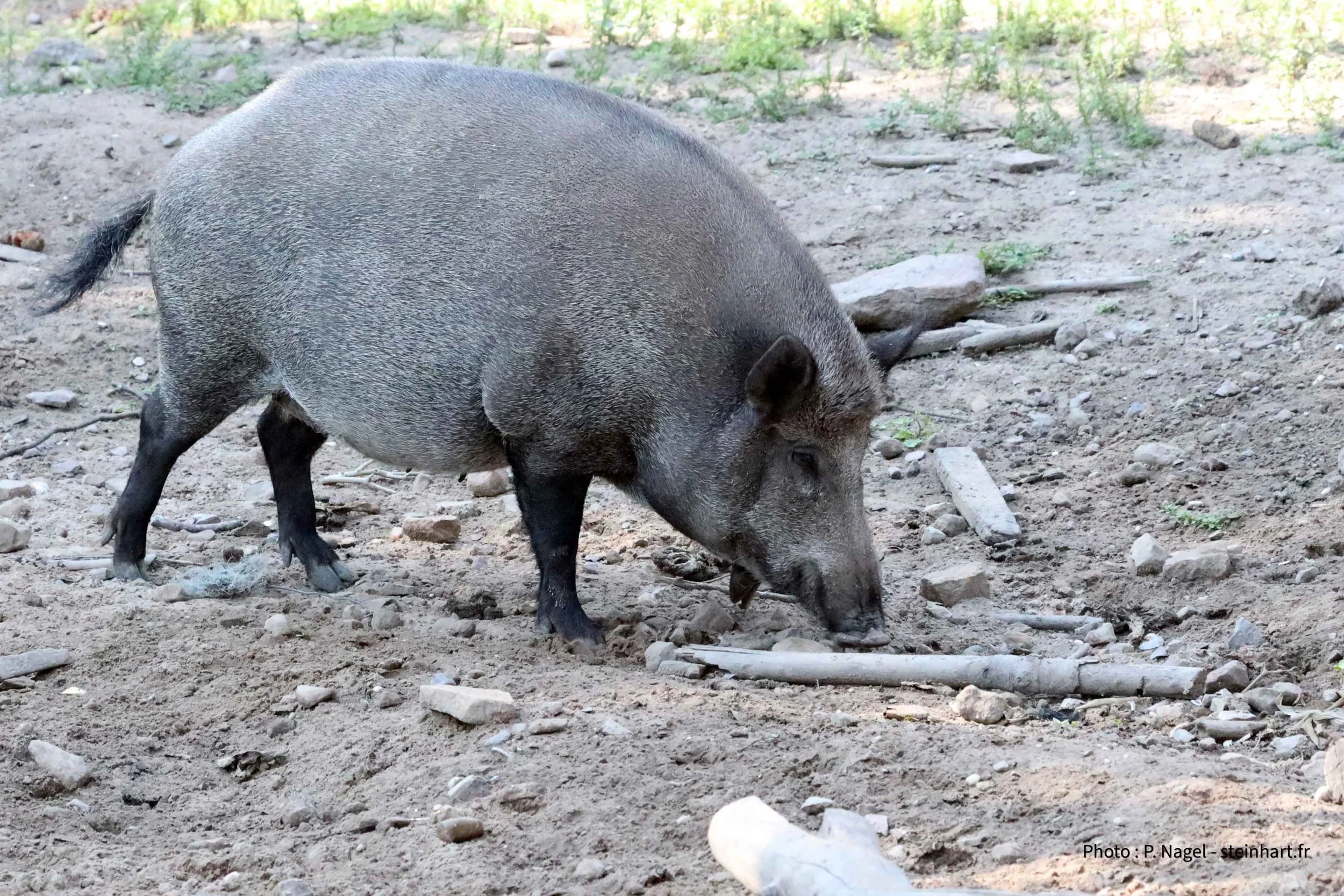 Chasse dans le Steinhart : explosion de sangliers, viande locale ignorée