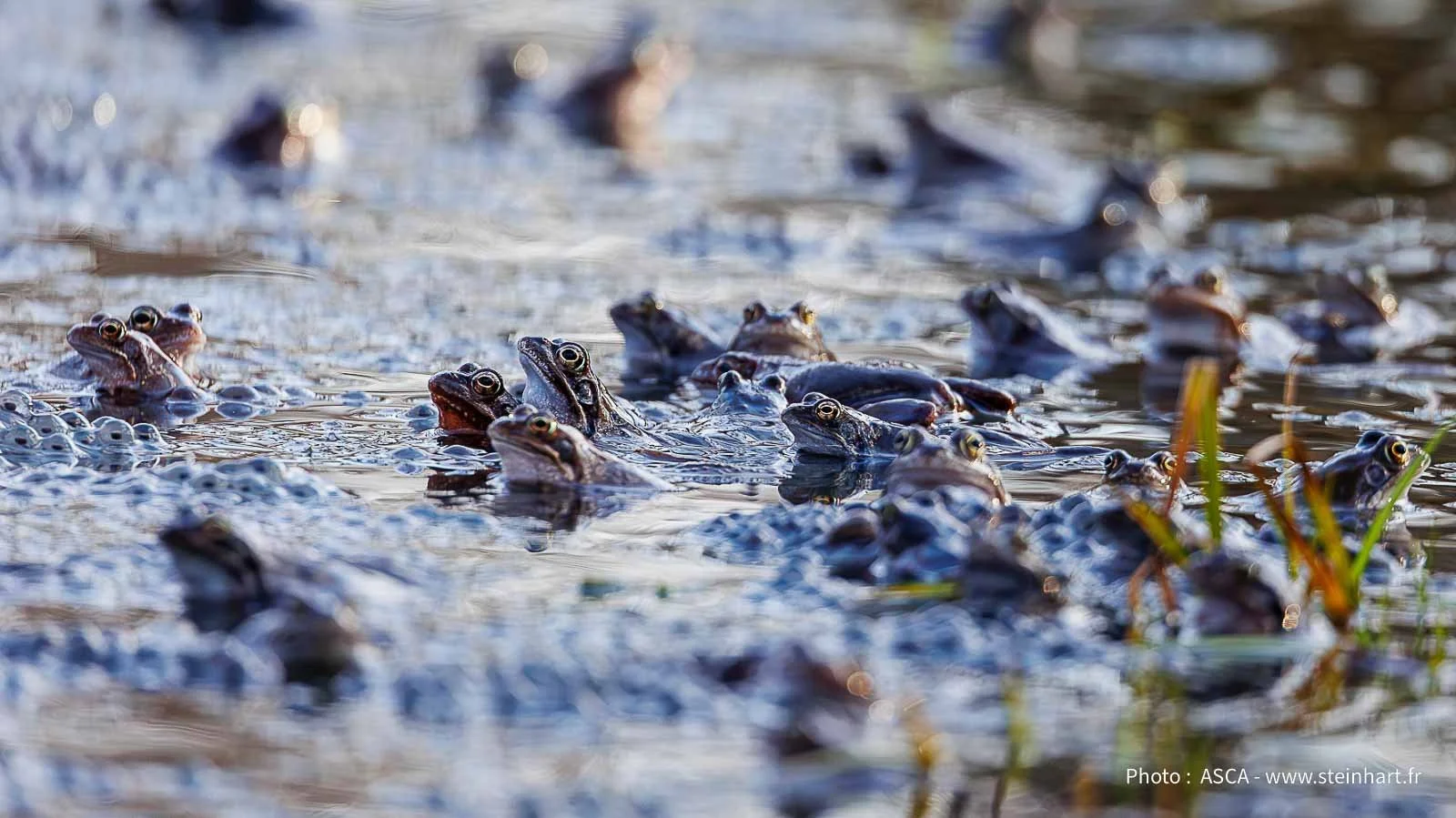 La Hexepùhl d'Alsting : comment une mare mystérieusement défoncée est devenue un symbole de biodiversité