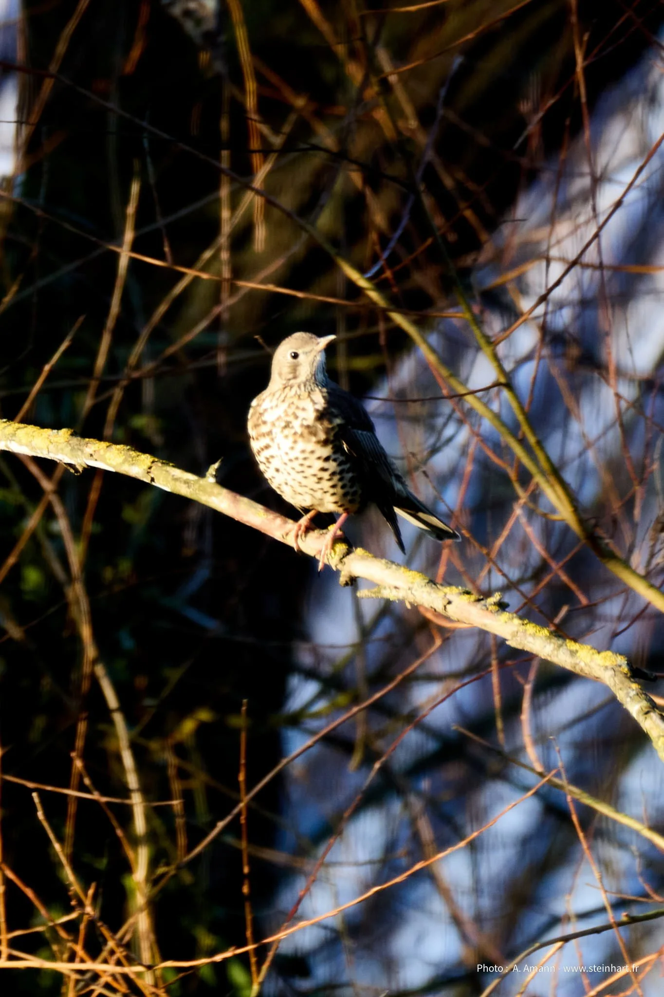 La nature en action, le rôle insoupçonné des grives dans la reproduction du gui