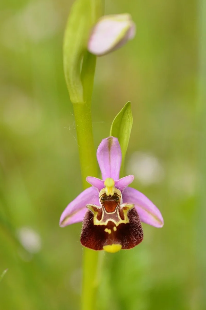 Une orchidée abeille