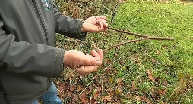 Une personne tient deux branches dans un jardin avec des herbes et des feuilles mortes.