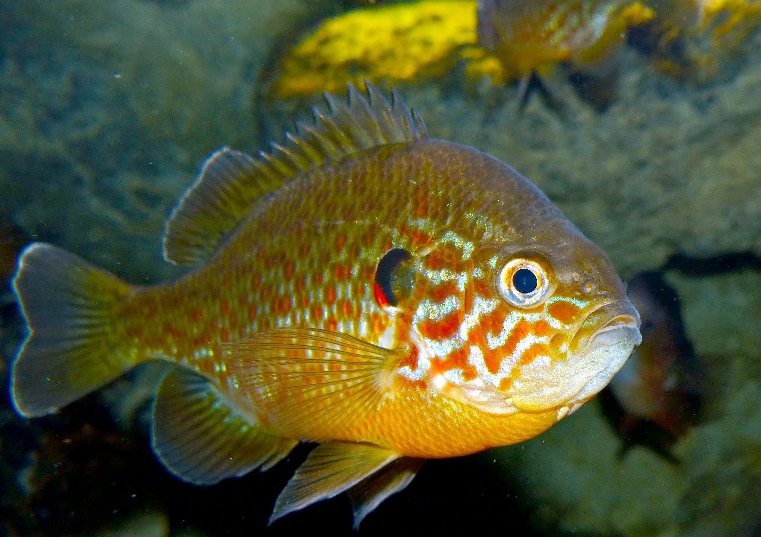 Perche soleil, poisson de couleur orange, avec des taches rouges et une nageoire dorsale pointue